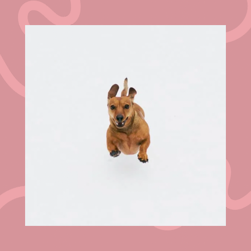 Cooper Loves™ The Calm Pup