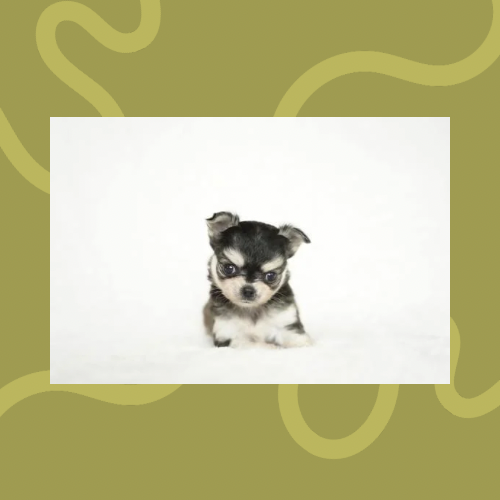 Cooper Loves™ The Fresh Pup