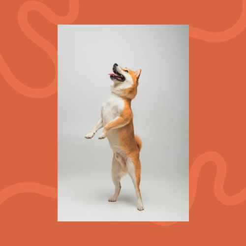 Cooper Loves™ The Wild One